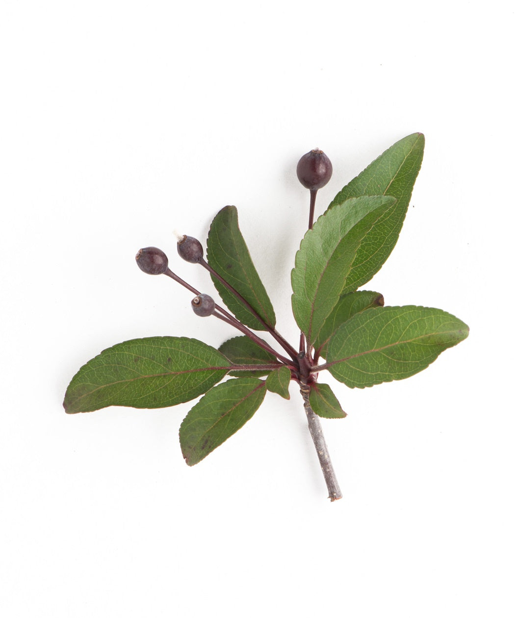 Prairifire Flowering Crabapple | Bower & Branch