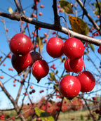 Prairifire Flowering Crabapple closeup of cherry red crabapples