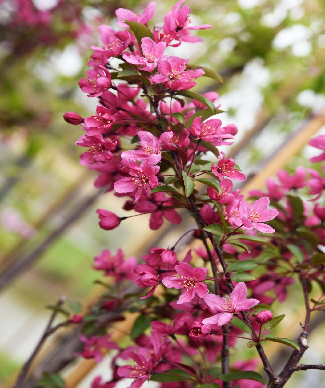 Prairifire Flowering Crabapple | Bower & Branch