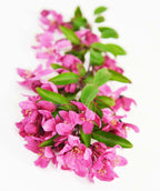 Prairifire Flowering Crabapple pink flowers and green leaves on white
