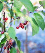 Prairifire Flowering Crabapple with the green leaves and red crabapples hanging on tree