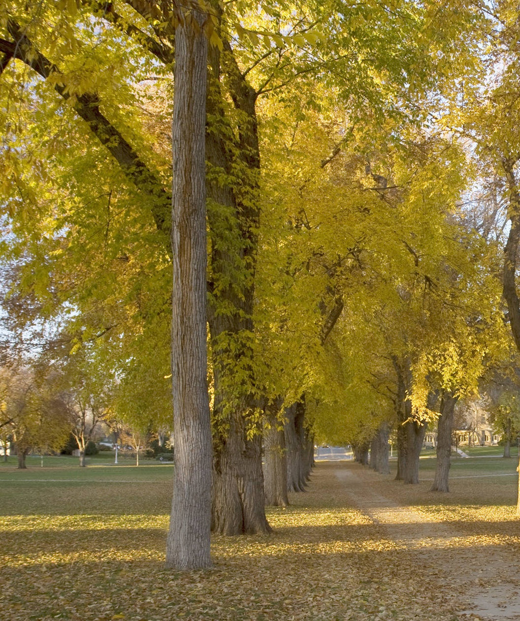 Princeton American Elms planted along a walkway in fall, with the golden yellow leaves on the branching and all over the ground