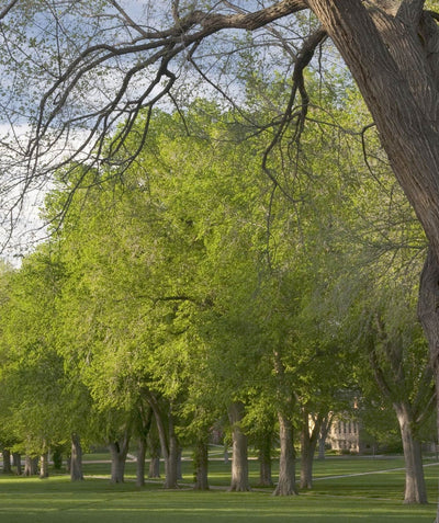 Multiple mature Princeton American Elms showing their green foliage planted in an open park, surrounded by green grass 