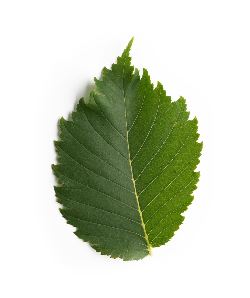 A singular green leaf of the Princeton American Elm 
