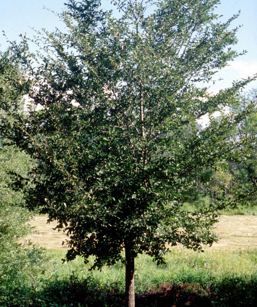 Princeton American Elm tree in landscape with green leaves covering the branching