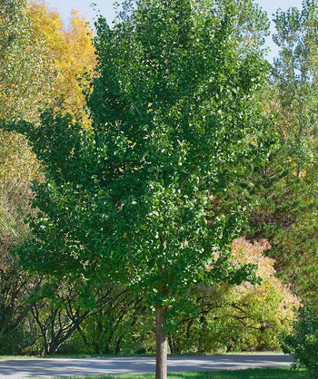 Princeton Sentry Maidenhair Tree planted in a landscape, dark green fan shaped leaves with a gray colored fissured trunk
