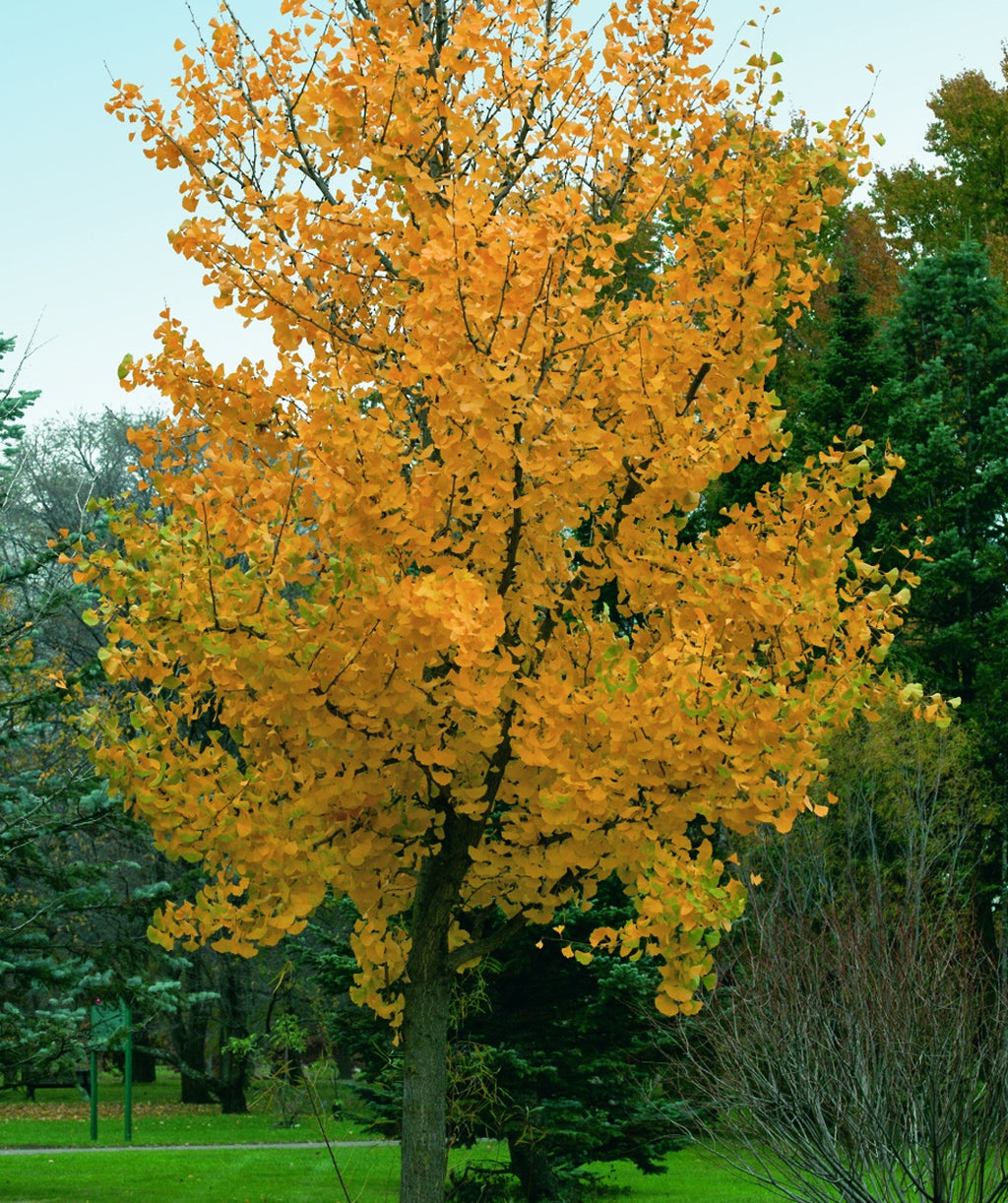 Princeton Sentry Maidenhair Tree planted in a landscape in fall, come fall the green fan shaped leaves turn to hues of yellow