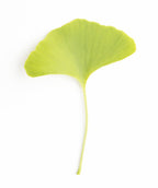 Princeton Sentry Maidenhair Tree leaf on white, green fan shaped leaf
