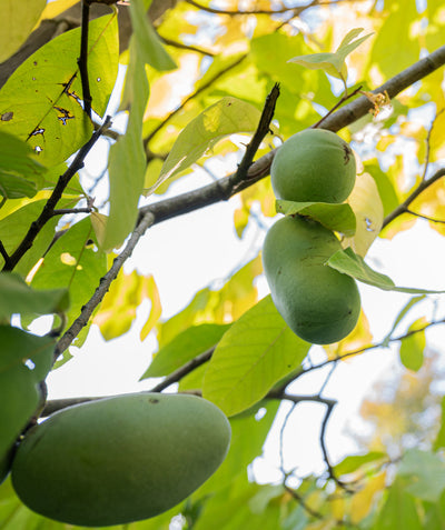 Various Prolific Pawpaw fruit hanging from the tree, oval shaped green skin fruit