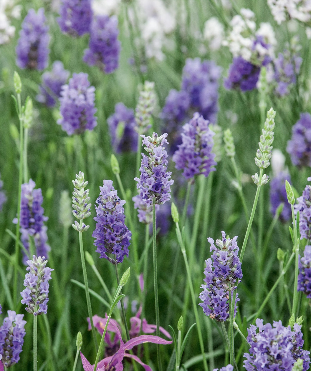 french lavender plant