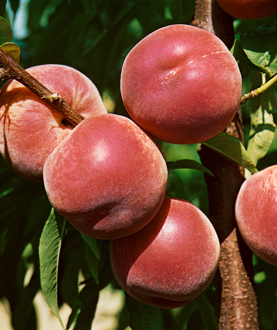 White Lady Peach