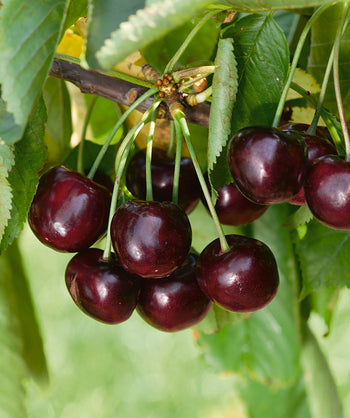Close up of Black York Sweet Cherry, several round dark red almost black colored cherries emerging from conical shaped green foliage