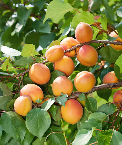Close up of Brookcot Apricot, various round orange fruits with red blush growing on a tree with round green leaves