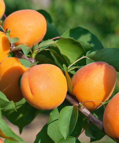 Close up of Goldrich Apricot, various round orange colored fruits hanging on a brown branch with green conical shaped leaves
