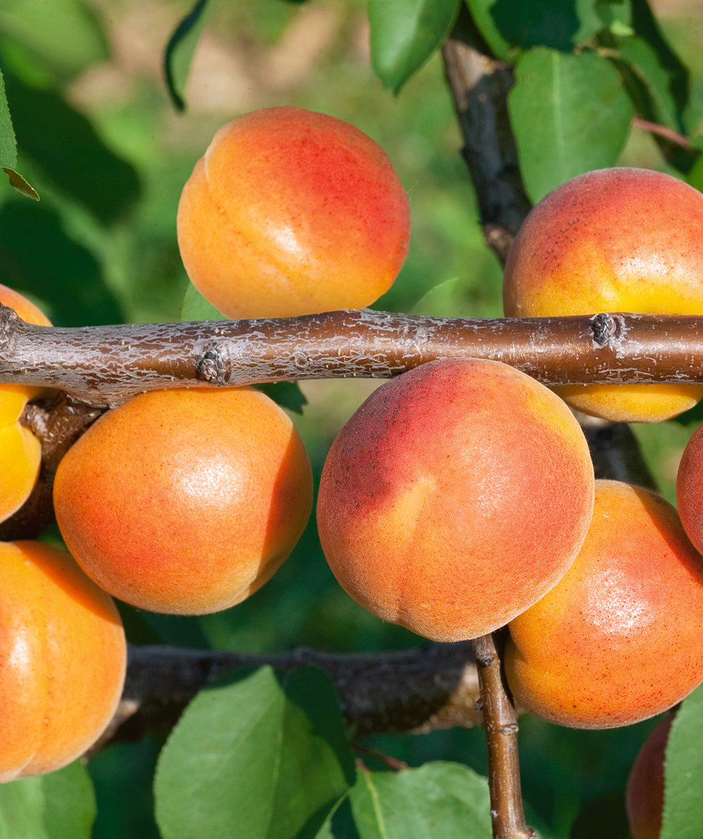 Moorpark Apricot closeup of orange and red blushed fruit hanging on brown branch