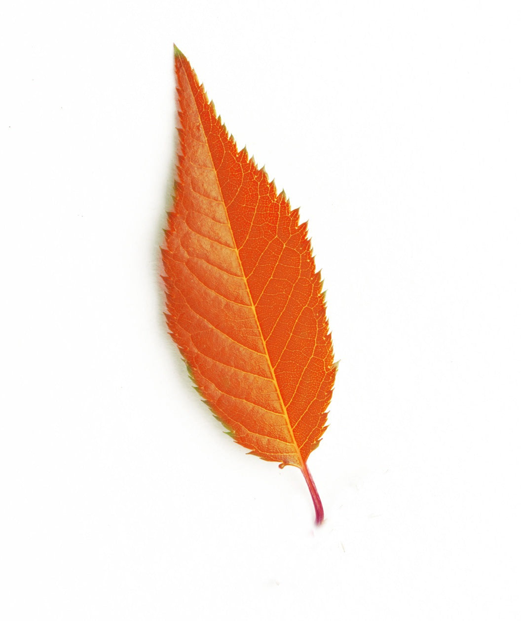 A single leaf of the Okame Flowering Cherry, showing of it's bright orange to red fall color on a white background