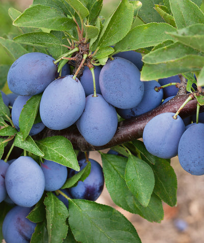 Close up of Italian Plum, various small round purple fruits growing on a tree with green conical shaped leaves