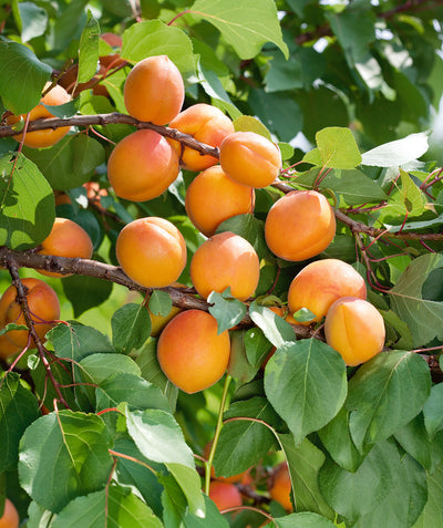 Moorpark Apricot orange with red blush fruit hanging on tree with green leaves in background