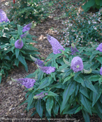 Pugster Amethyst Butterfly Bush shrub