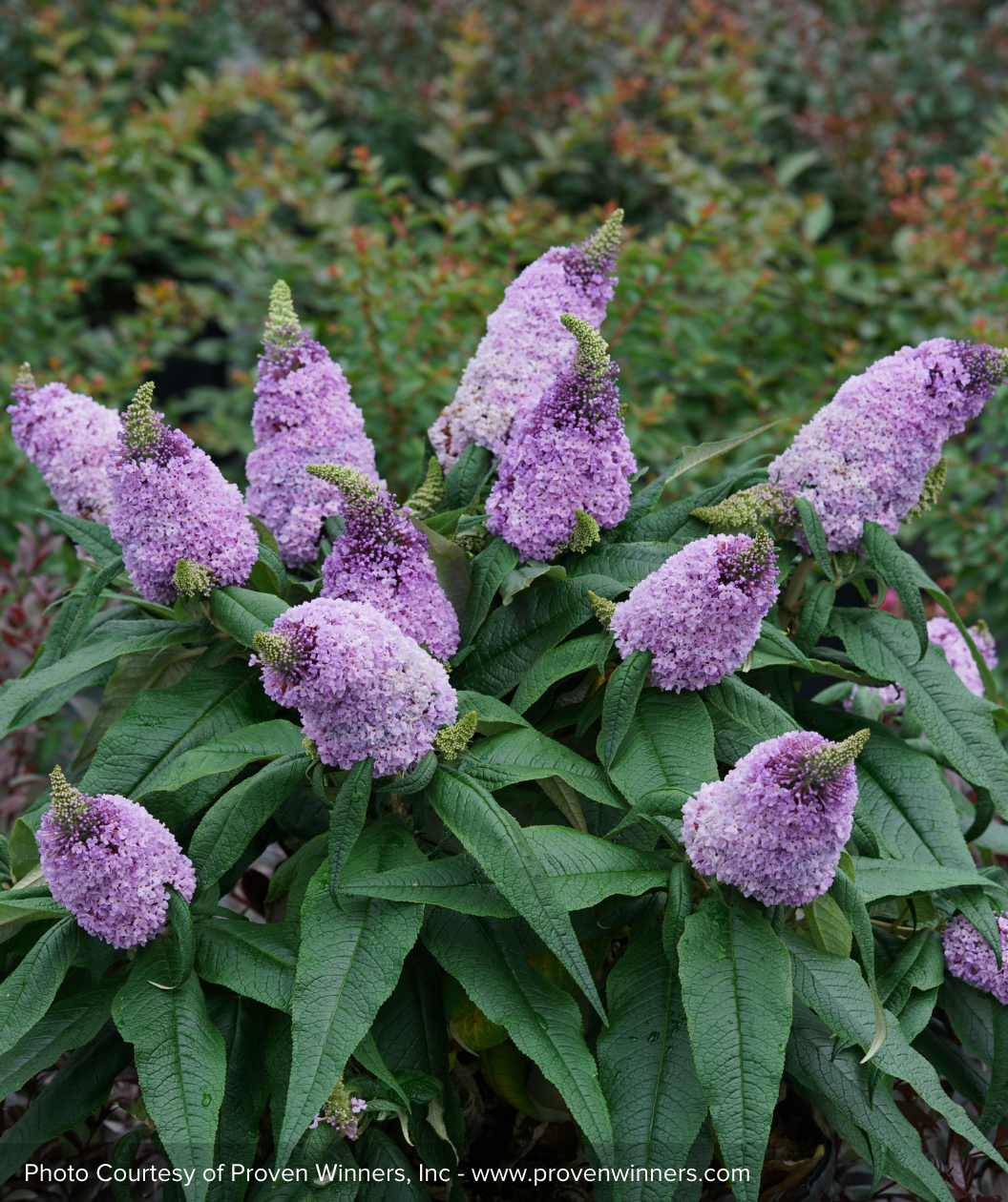 Pugster Amethyst Butterfly Bush purple flower shrub