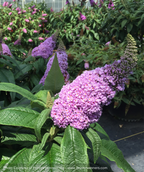 Pugster Amethyst Butterfly Bush closeup of purple flowers