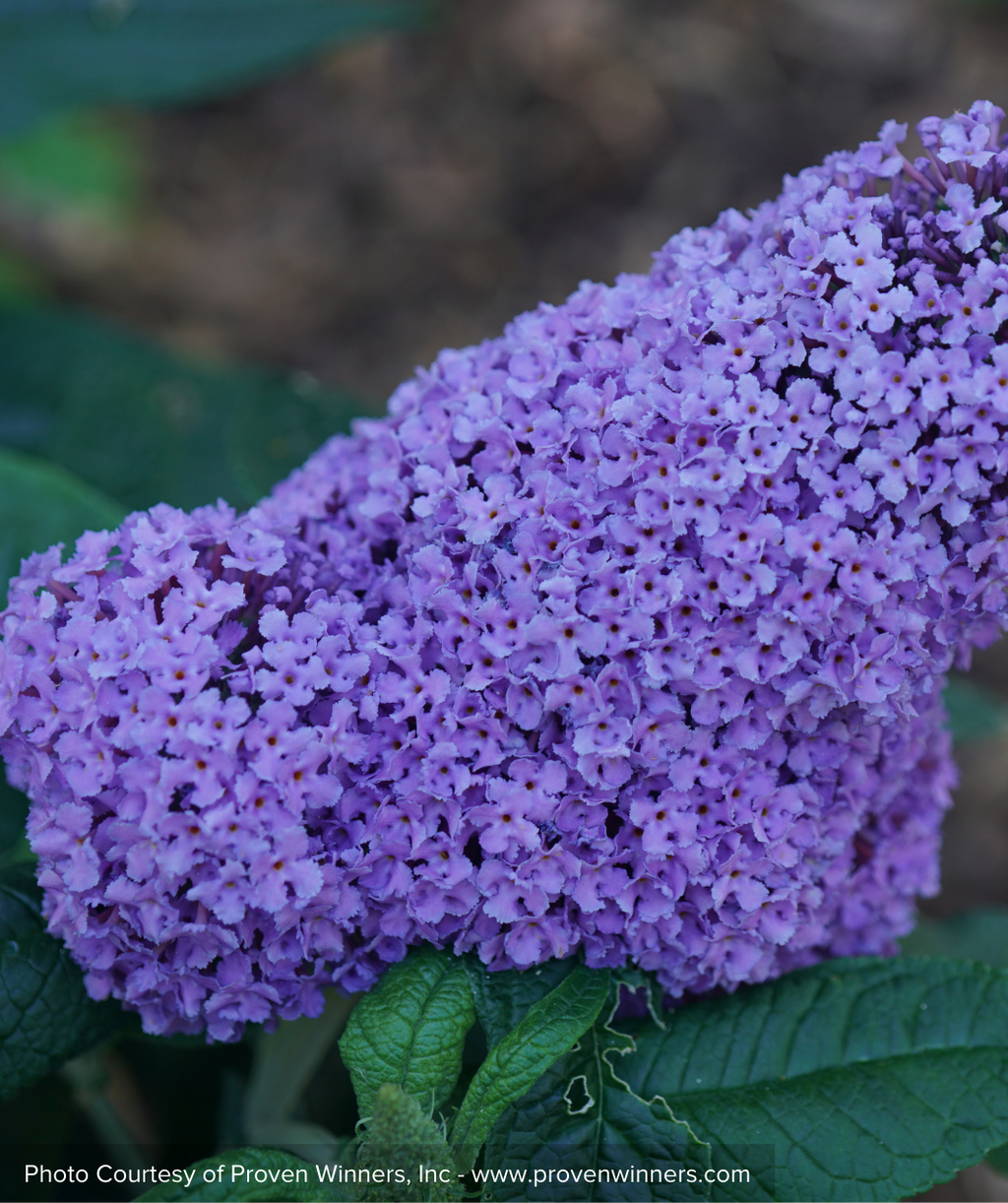 Pugster Amethyst Butterfly Bush closeup of purple flowers