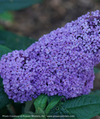 Pugster Amethyst Butterfly Bush closeup of purple flowers