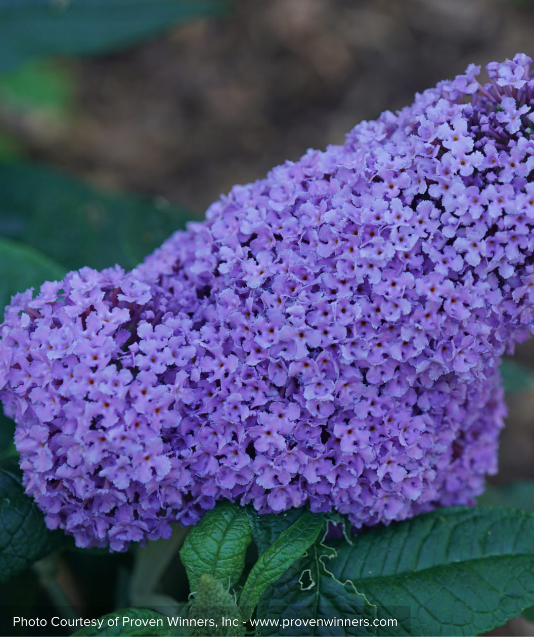 Pugster Amethyst Butterfly Bush closeup of purple flowers