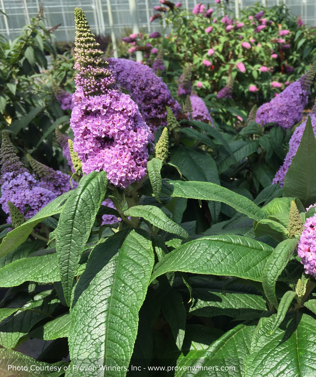 Pugster Amethyst Butterfly Bush purple flowers and green foliage