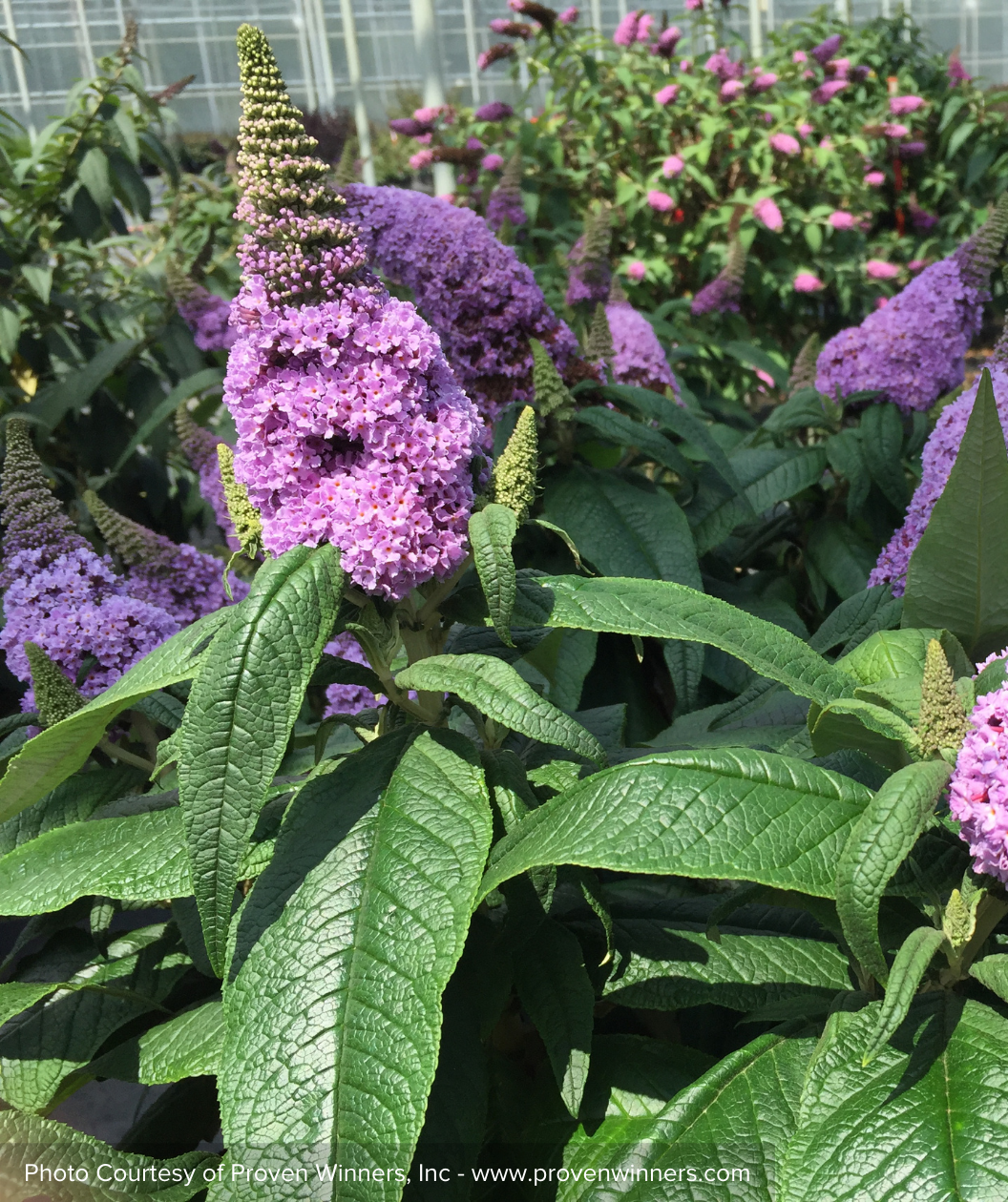 Pugster Amethyst Butterfly Bush purple flowers and green foliage