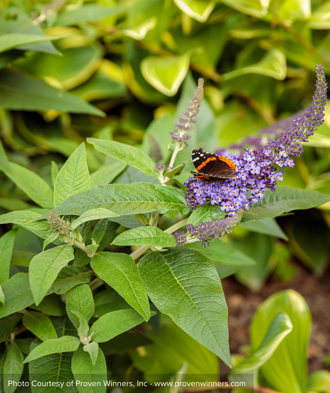 Pugster Blue Butterfly Bush with butterfly on flowers
