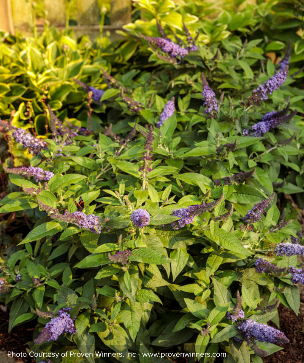 Pugster Blue Butterfly Bush flowers in landscape