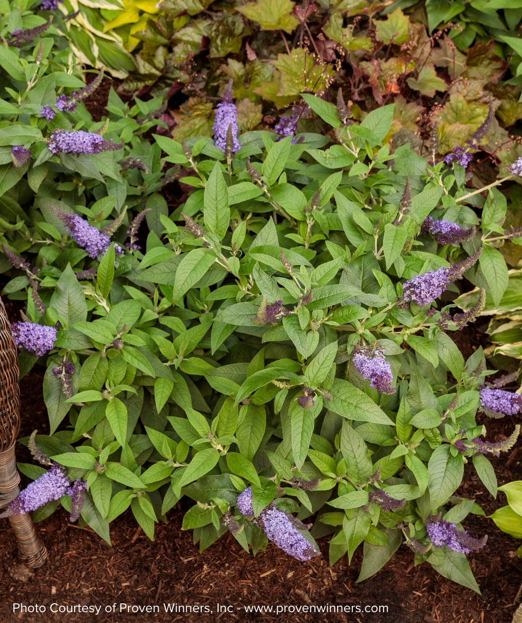 Pugster Blue Butterfly Bush shrub