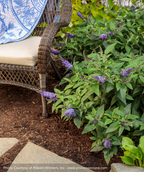 Pugster Blue Butterfly Bush planted in landscape