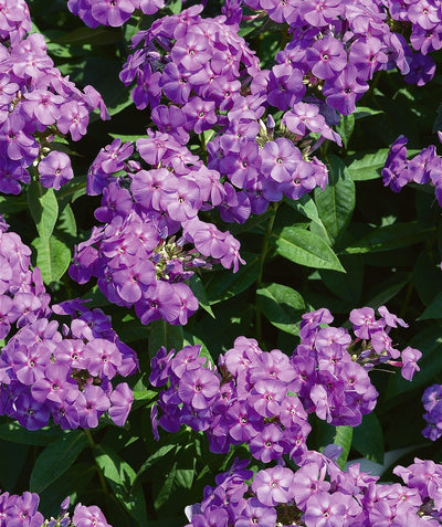 A closeup of the big purple flower clusters against the green foliage of the Purple Flame Garden Phlox