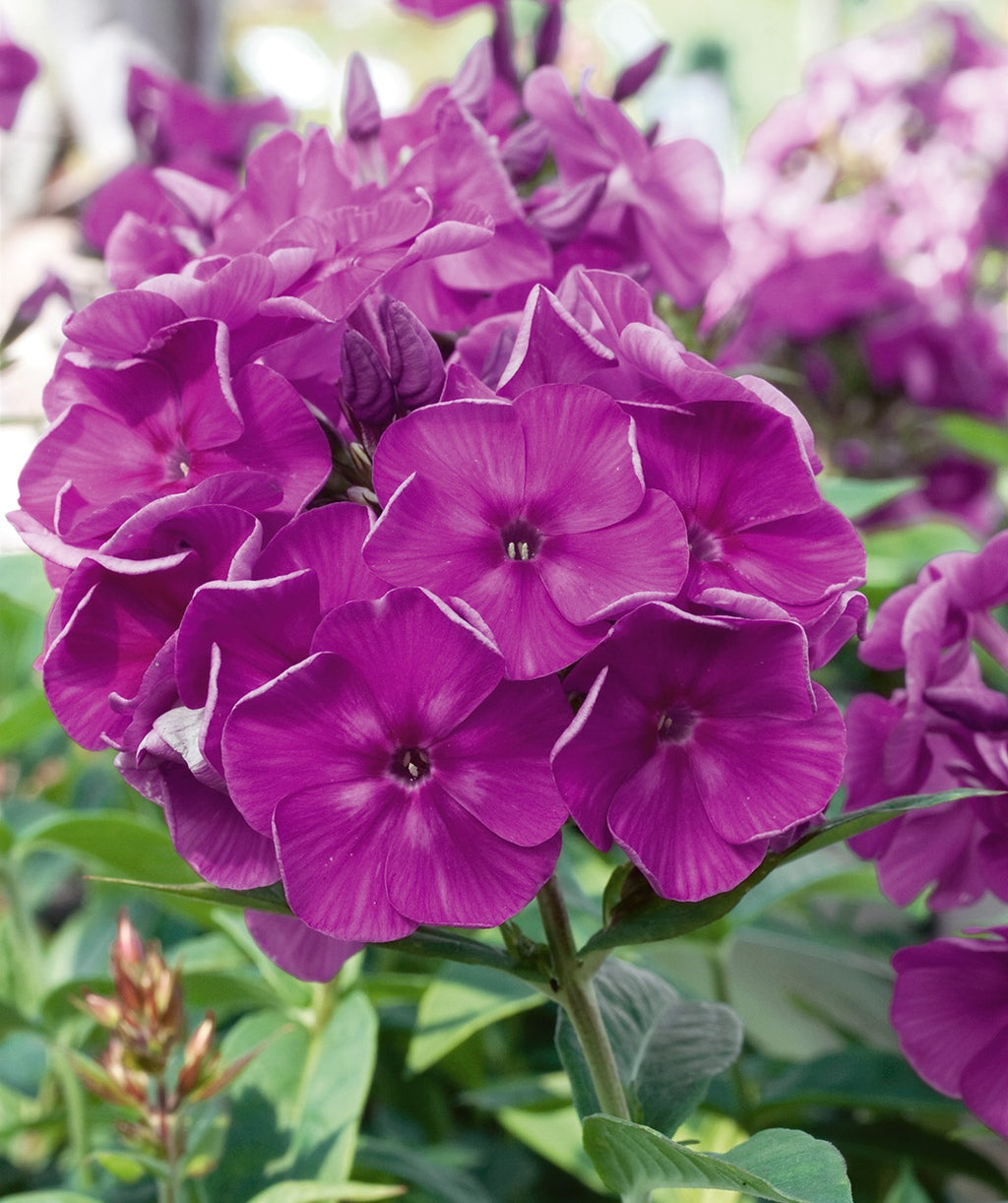 A closeup of the big purple flower clusters against the green foliage of the Purple Flame Garden Phlox