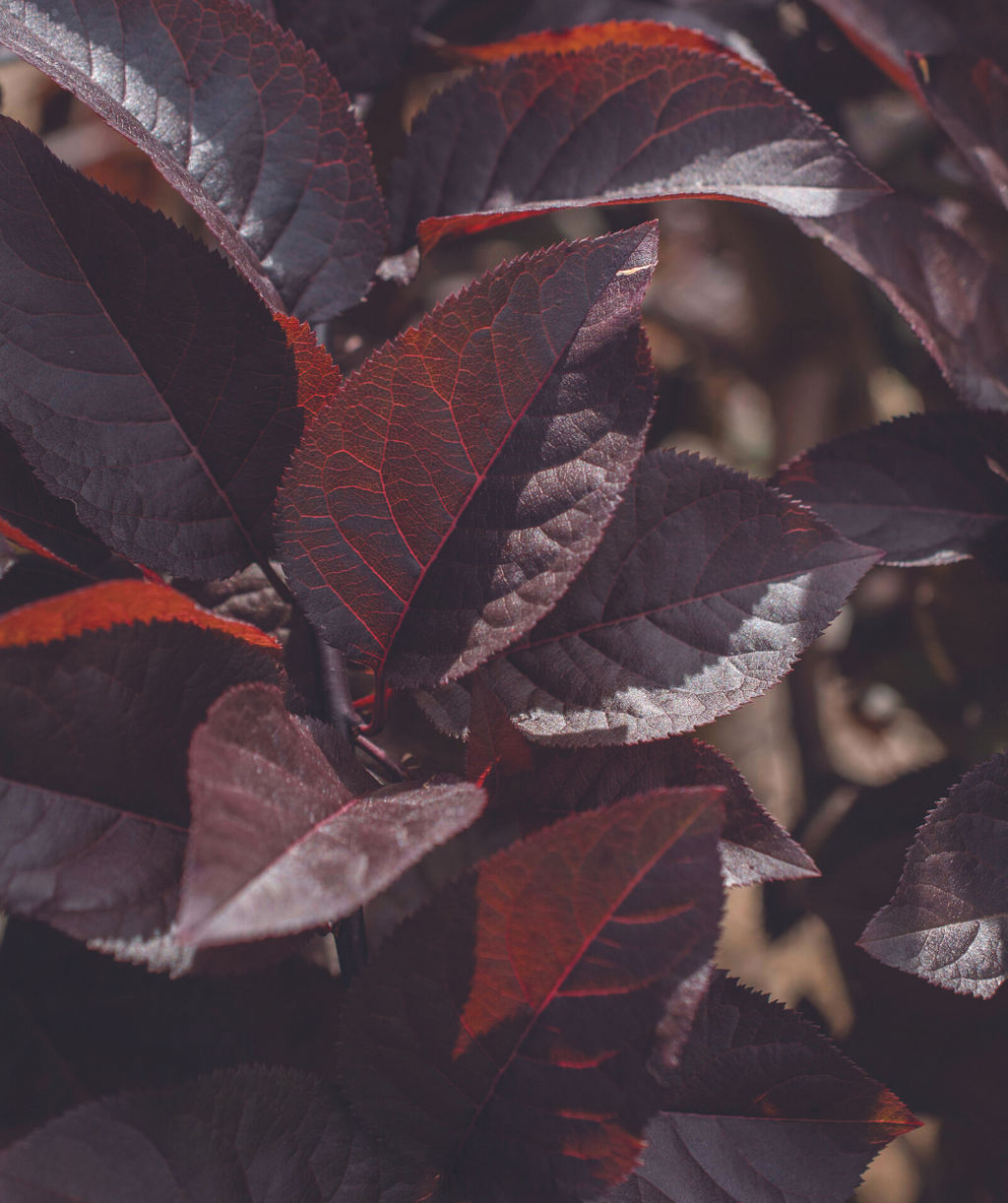 A close up of the deep purple foliage of the Purple Plunge Weeping Flowering Plum