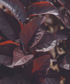 A close up of the deep purple foliage of the Purple Plunge Weeping Flowering Plum