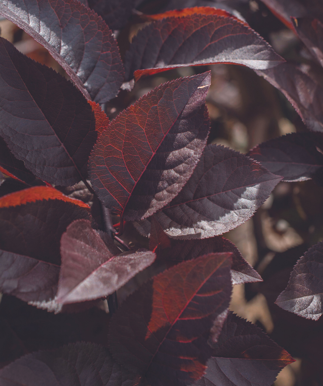 A close up of the deep purple foliage of the Purple Plunge Weeping Flowering Plum