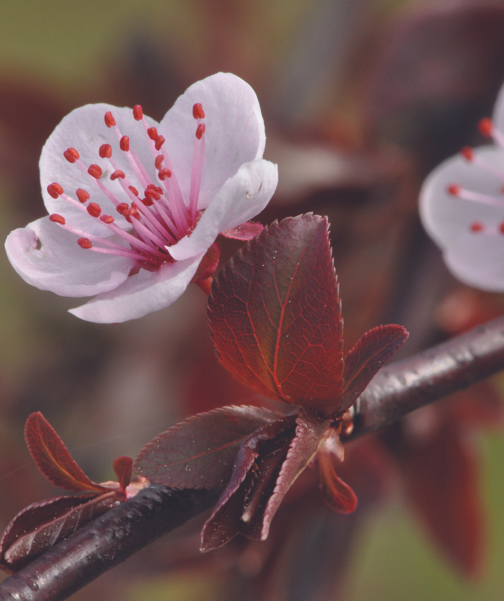 A close up of the delicate pink flower of the Purple Plunge Weeping Flowering Plum as the deep purple foliage begins to emerge