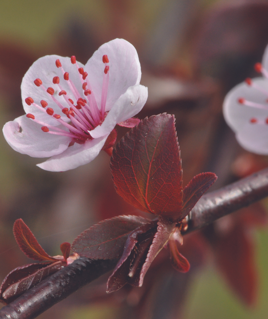 A close up of the delicate pink flower of the Purple Plunge Weeping Flowering Plum as the deep purple foliage begins to emerge