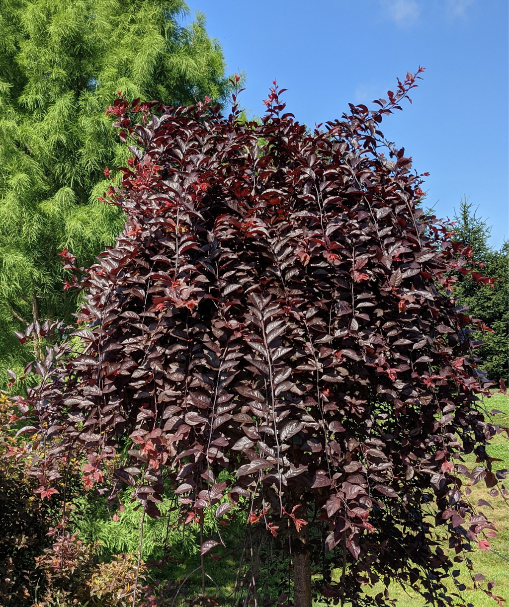A Purple Plunge Weeping Flowering Plum planted in a landscape, with the dark purple foliage weeping down toward the ground