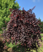 A Purple Plunge Weeping Flowering Plum planted in a landscape, with the dark purple foliage weeping down toward the ground
