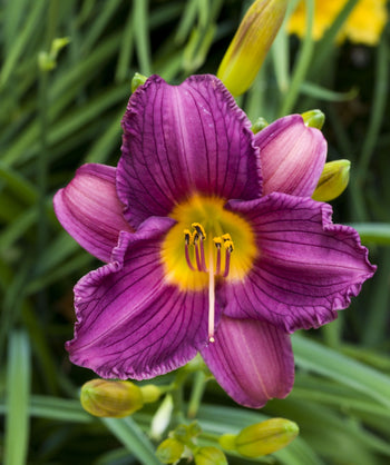 Close up of Purple de Oro Daylily, medium sized purple flower with a yellow center emerging from long green grass like foliage