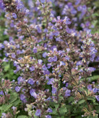 a close up of Purrsian Blue Catmint purple flowers blooming in spring.
