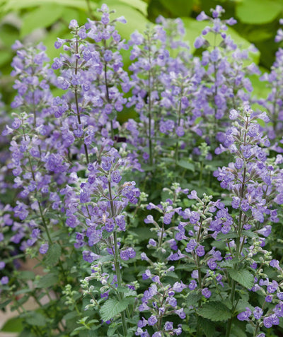 A Purrsian Blue Catmint planted in the landscape with clusters of tiny purple flowers blooming in spring.