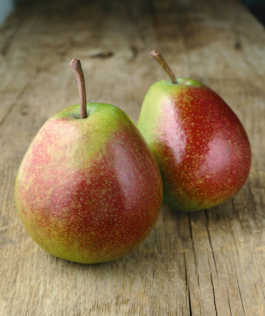 Pyrus communis 'Comice' (European Pear)