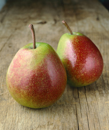 Flemish Beauty Pear closeup of green fruit with red blush