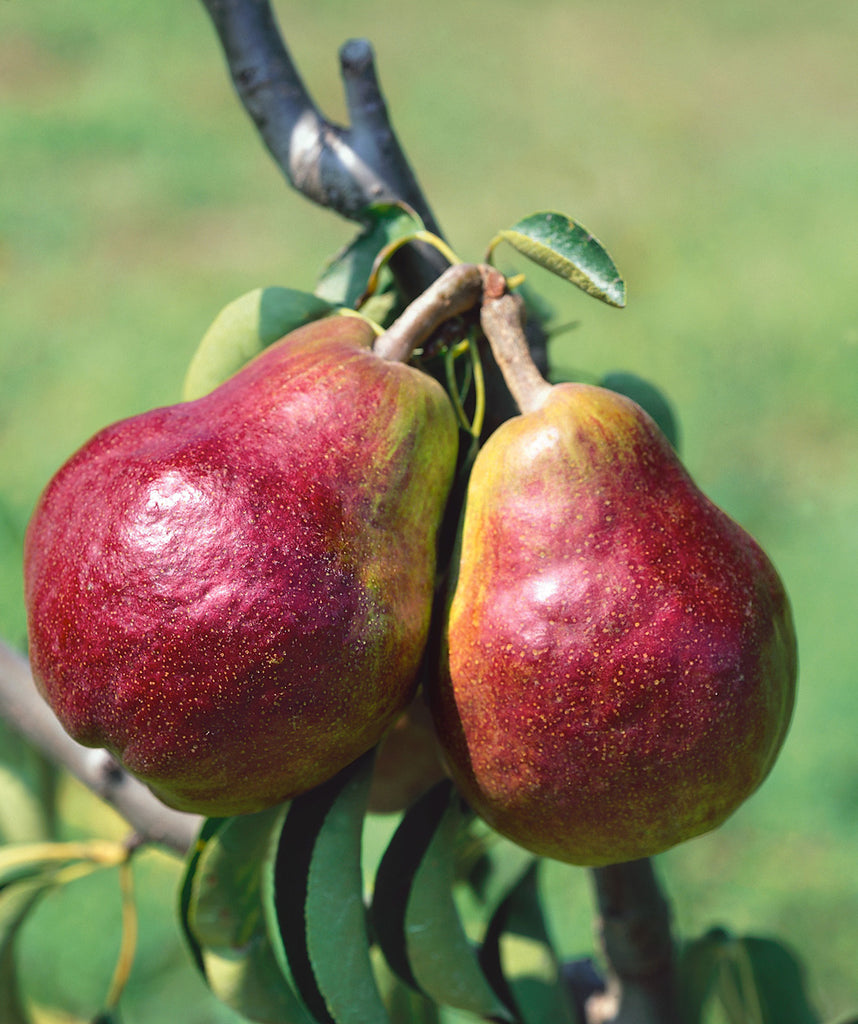 Red Pear Varieties