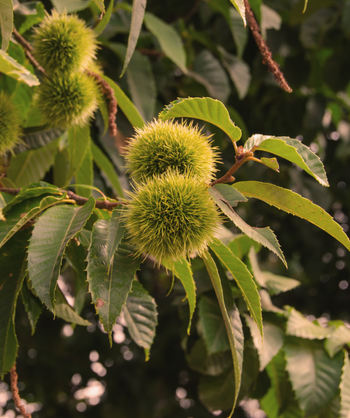 Close up of Qing Chinese Chestnut, round green spiny seed pods emerging from green pointy conical shaped foliage